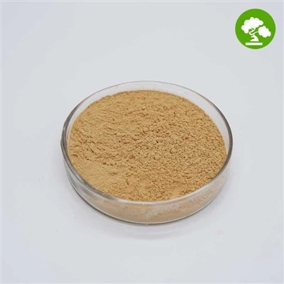 Порошок екстракту Coleus Forskohlii